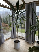 Juka doniczkowa 230cm wys. z donicą