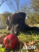 Bokser niemiecki – szczenięta (pieski) z rodowodem (FCI)