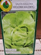 Sałata masłowa nasiona 