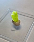 Piromorfit rzadki zielony minerał z grupy fosforanów