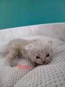 Kotka brytyjska niebieska krótkowłosa 