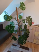Monstera w doniczce 