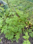Geranium Bodziszek cuchnący na kleszcze i komary zestaw