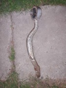 Wahacz lewy dolny banan LEXUS IS200