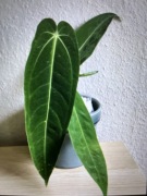 Anthurium Green Sanannah ( Anth. Warocqueanum x A.Warocq.sp.nov. #33 ) klon