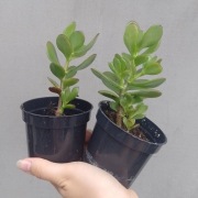 Crassula ovata Grubosz drzewko szczęścia 