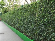 Żywy panel z bluszczu 120cm x 200cm / zielony ekran / żywopłot