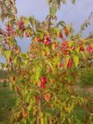 Owoce derenia jadalnego MROŻONE.