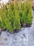 Thuja szmaragd doniczka 2l 60-70cm