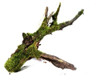 MECH DO TERRARIUM KM50  67/20/55