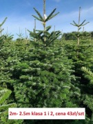 Jodła Kaukaska, Nordmann, choinki HURT z Danii