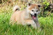 Akita inu-akita japońska fantastyczna czerwona suczka z rodowodem FCI