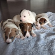 Jack Russel terrier szczeniaki