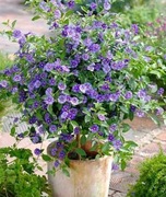 Szafirowa burza , Passiflora olbrzymia, Dafne, 