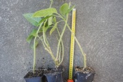Datura żółta- sadzonka 15-20cm