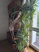 Dracena obrzeżona, Dracaena Marginata 220cm