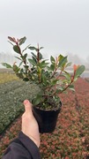 Photinia Głogownik Redrobin  35 cm producent kraków 