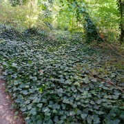 BLUSZCZ HEDERA HELIX ZIMOZIELONE  (5000zł za  2000szt ) 2,50zł/szt