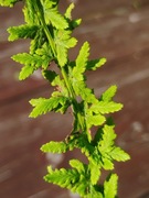 Wietlica samicza Fieldiae paproć ogrodowa