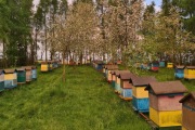 Sprzedam ule z pszczołami, typ Wielkopolski