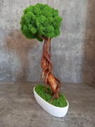 Drzewko bonsai. Mech Chrobotek.Prezent. Dekoracje wnętrz 