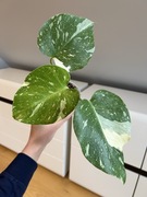 Monstera Thai Constellation