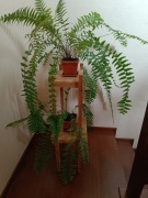 Paprocie rośliny żywe