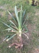 Bulwa juki karolińskiej