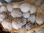 Ziemniaki owacja jasno żółte- pyszne- ekologiczne