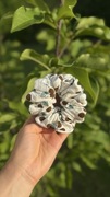 Gumka do włosów typu scrunchie wisienki M | Bawełna ozdoba akcesoria