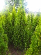 Thuja tuja szmaragd 140-160 cm