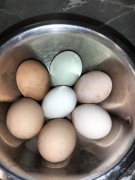 Jaja lęgowe kurze kolorowe 