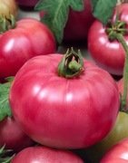 Pomidor Honey Moon F1 - Nasiona Holenderskie