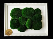 Obraz mech chrobotek poduszkowy 30x40 cm