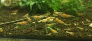Krewetki caridina Red Bolt 10 szt 