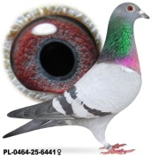 Samica Po Oryg.Drapa Wnuczka Champa x Hirn Linia 222