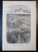 Piękna oryginalna litografia XIX - XX w. - Ośmiornica 4