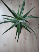 Aloes 100 cm rozpiętości i wysokości (z doniczką ceramiczną)
