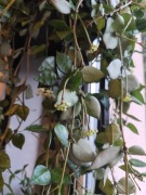 Hoya Lacunosa cięta sadzonka 