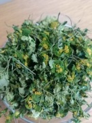 Śledzenica Skrętnolistna suszona 