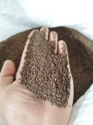 Facelia anabela 6kg bez oprysków 