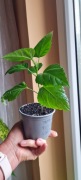 Hibiskus czerwony pełny dawna odmiana róża chińska + GRATIS 