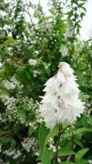 Żylistek szorstki (Deutzia scabra)-sadzonka