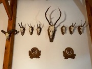 9 par poroża z czaszka + 2 pary szable dzika + ptak gratis