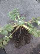 Glistnik, Jaskółcze ziele, sadzonka