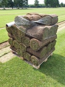 Trawa z rolki premium, polski producent,sprzedaż,transport