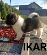 Akita amerykańska szczeniaki FCI