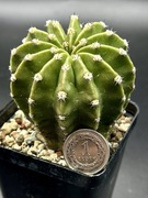 kaktus Echinopsis hybryd 23-2000