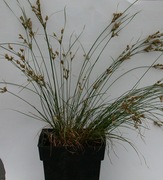 Sit chudy miękki Juncus tenuis - zamiast trawnika