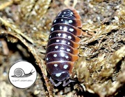 Armadillidium klugii Montenegro isopody prosionki
